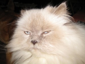 Frankie, the Himalayan cat