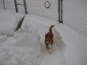 Coder in the snow, winter 2010