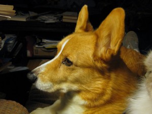 Portrait of Coder, Cardigan Welsh Corgi