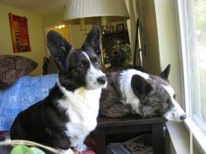 Two Cardigan Welsh Corgis gazing out a window.