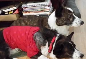 Ghita (in the red shirt), post-biopsy, snuggled up with Boysen.