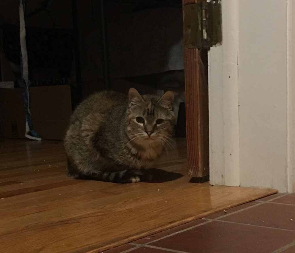 Small tabby cat in doorway