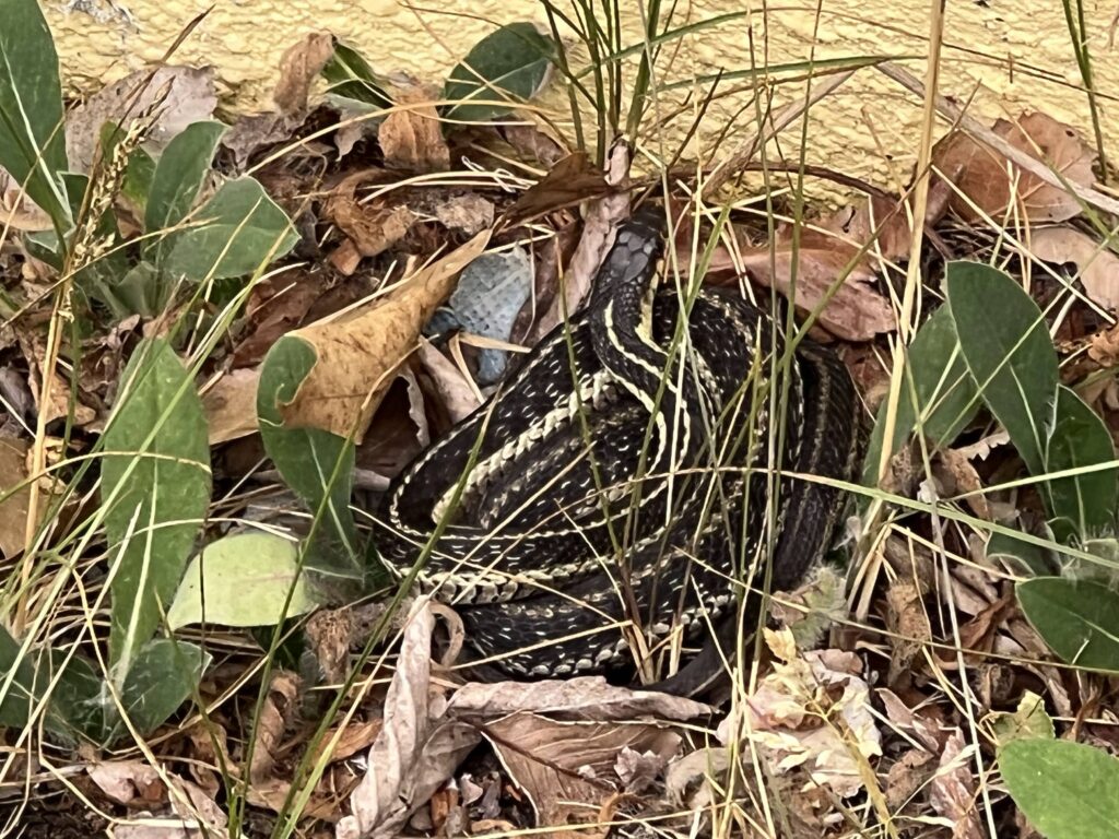 A garter snake curled up next to the wall of a house.